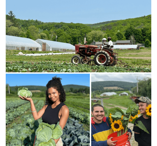 Team members driving a tractor, holding tendersweet cabbage, and showcasing pick-your-own sunflowers